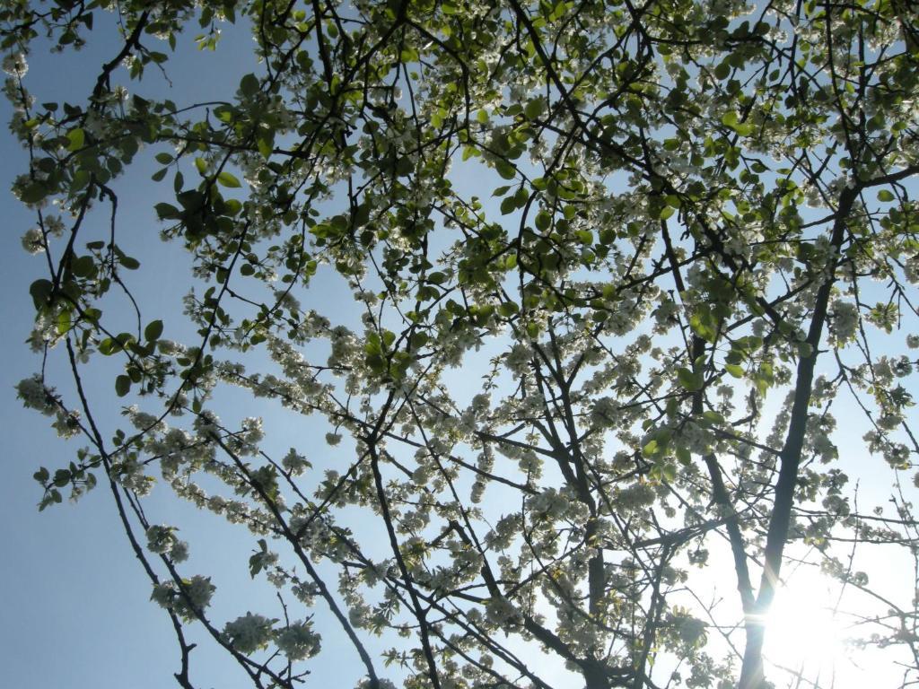 Het Groene Bed Oirschot Dış mekan fotoğraf